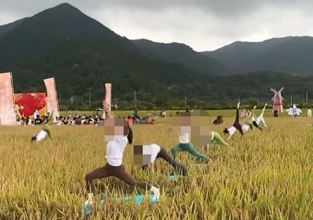 浙江象山“開鐮儀式”在稻田中表演瑜伽 網友質疑踩踏稻谷